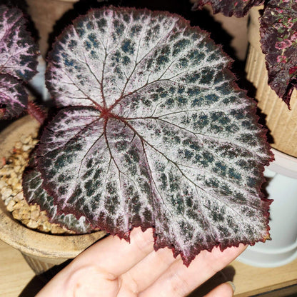 The Begonia Chocolate Lace is a decorative-leaf variety known for its eye-catching foliage. The deep black or dark purple leaves are adorned with a silver lace-like pattern, adding an elegant touch to any room. Ideal for indoor spaces, this begonia will bring a unique and sophisticated flair to your home decor.