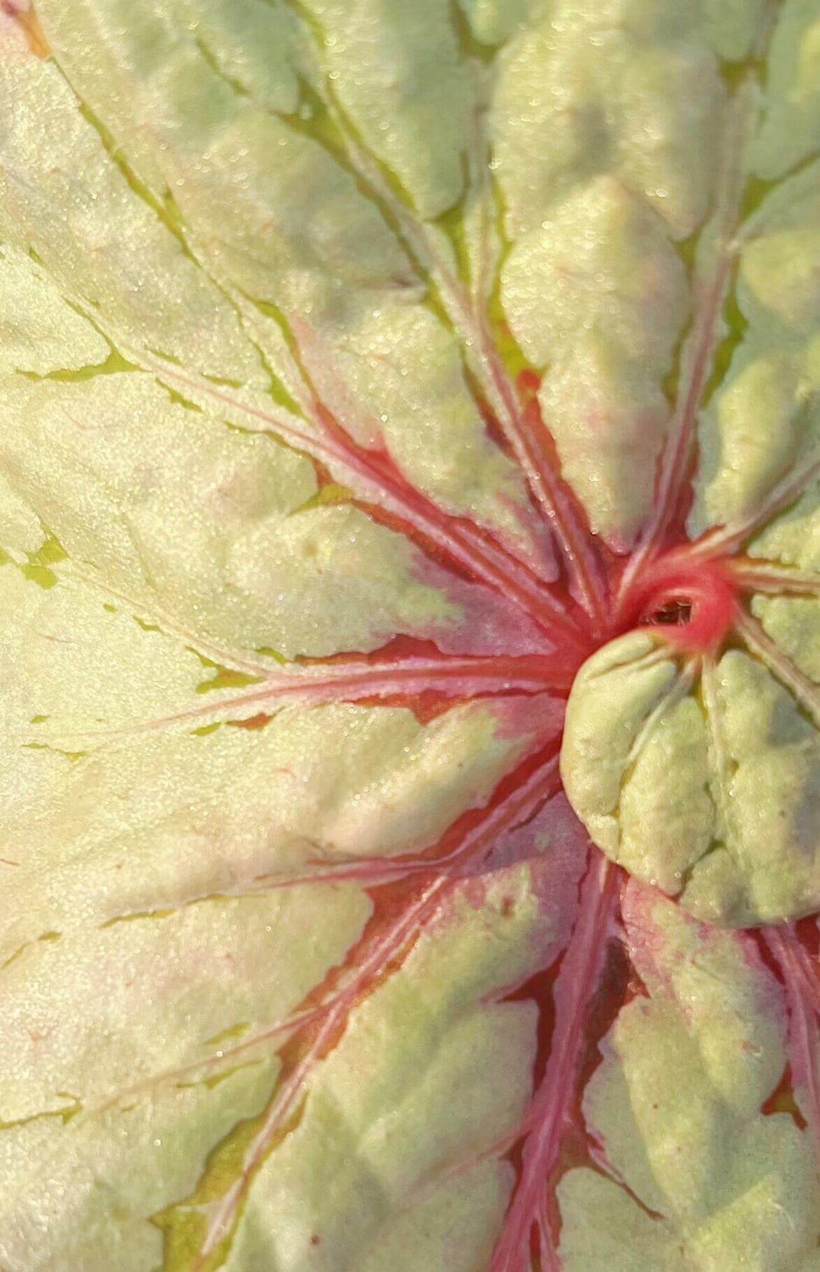 Begonia Vasilisa is a stunning ornamental begonia variety developed by the renowned Dimetris breeders. This begonia catches the eye with its large, satin-like leaves featuring a unique color pattern that adds elegance to any indoor space.