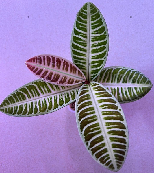 Emblemantha Urnata Green