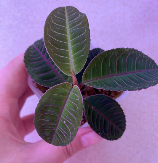 Emblemantha Urnata Pink Line
