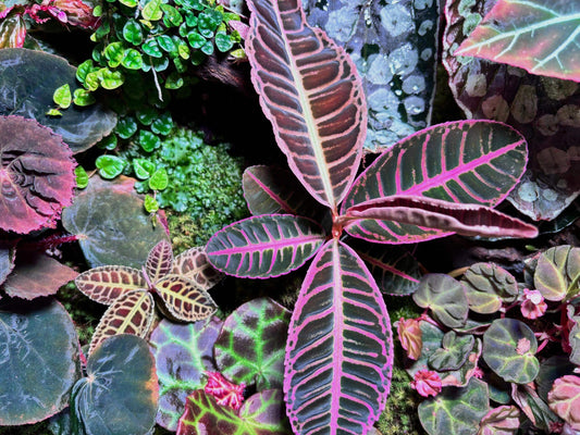 Emblemantha Urnata Rose Gold