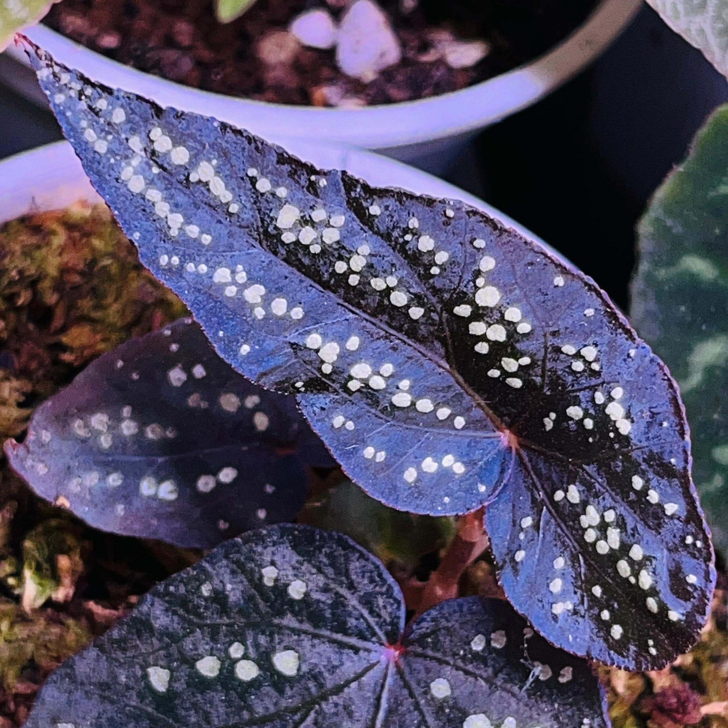 Begonia sp. ‘Pandora’ is a truly enchanting species, known for its green, velvety leaves adorned with dazzling, gem-like fluorescent spots. As the plant matures, the fluorescence of these spots intensifies, creating a striking visual effect. In low-light environments, the leaves may even exhibit a soft blue glow, making it an extraordinary addition to any plant collection.
