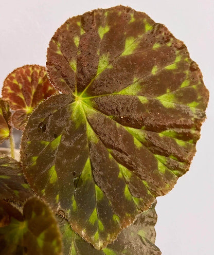 Begonia luzhaiensis, also known as the Luzhai begonia, is a rare and striking species native to the limestone cliffs and rocky slopes of Guangxi, China. With its unique, variegated foliage and vibrant colors, this begonia is perfect for plant collectors looking to add an exotic touch to their collection. Key Features: Leaf Appearance: The leaves of Begonia luzhaiensis are asymmetrical and thin, with a bright green color highlighted by black spots along the veins, giving them a distinctive variegated look.