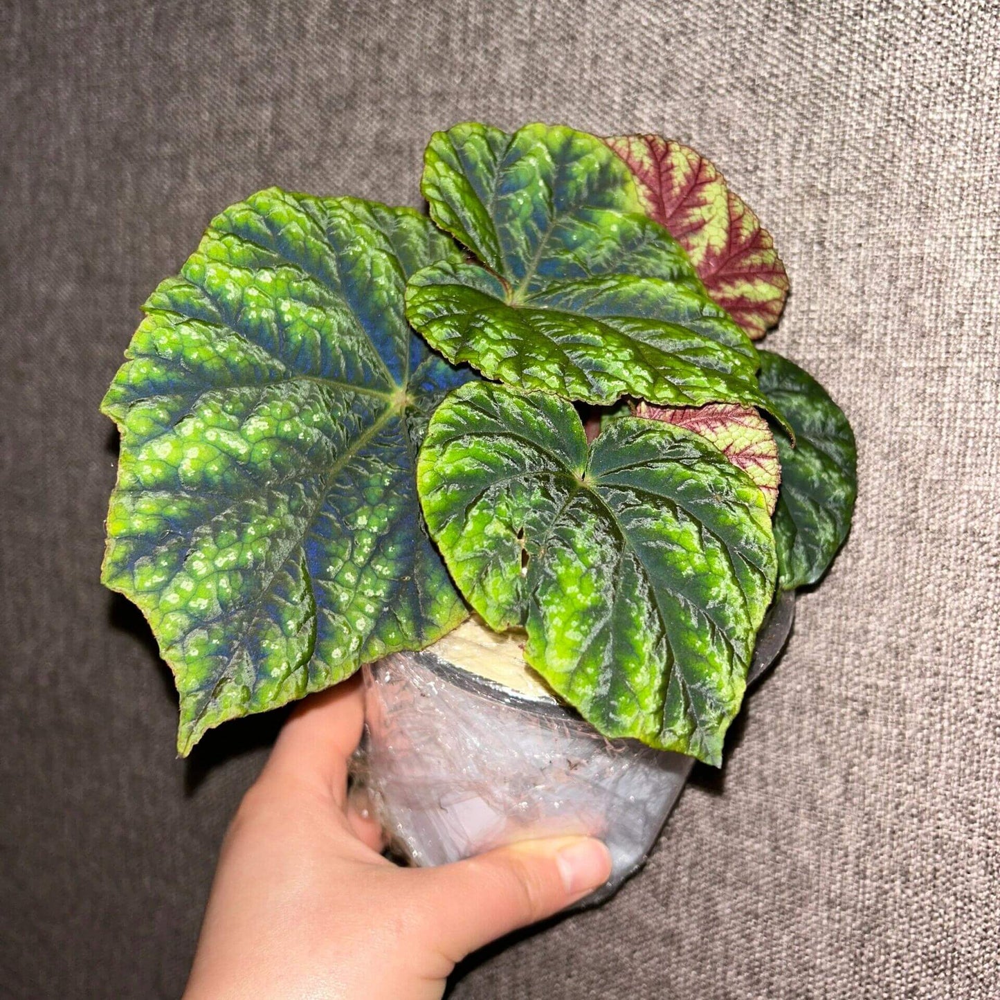 Origin: Native to the Shiwanshan region of China, this begonia species is found in subtropical, mountainous areas with a relatively mild climate. It’s known for its distinctive appearance and slow growth. Features: Leaves: The plant has large, rounded, and somewhat glossy leaves. The leaves feature dark green coloration with attractive silver patterns or spots, giving it a stunning contrast. The edges of the leaves are slightly serrated and can have a reddish tint on the undersides.