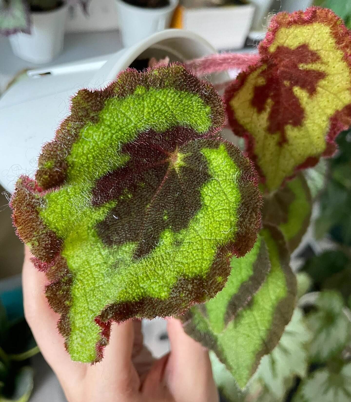 Begonia picturata is a unique rhizomatous begonia species native to the limestone regions of Guangxi, China. The leaf edges are gently wavy, and the underside of the leaves showcases a rich red color. The plant’s flower clusters feature white petals with yellow stamens, blooming between May and July.