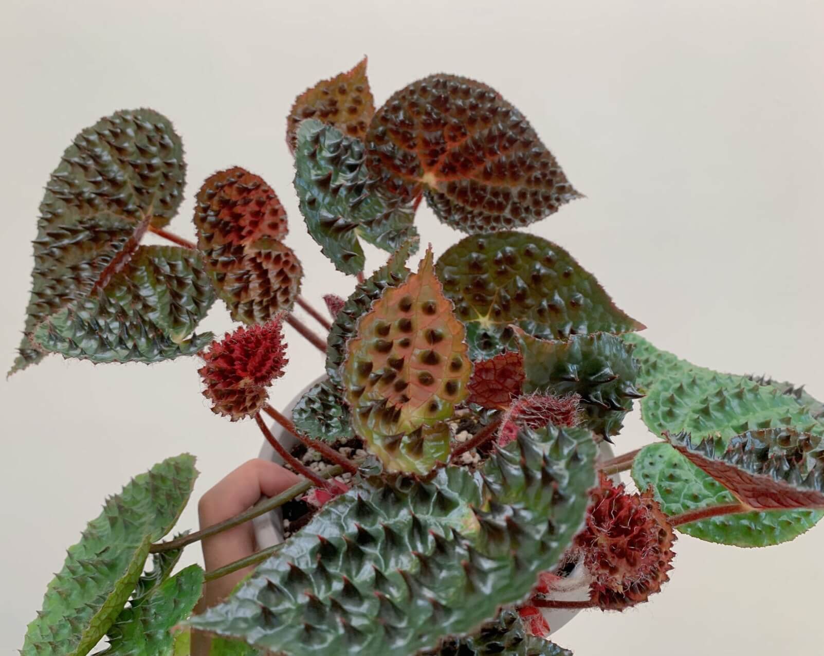 Begonia ferox, commonly known as the "Troll Begonia" or "Fierce Begonia," is a captivating species native to the limestone regions of Guangxi, China. It is renowned for its striking dark green leaves adorned with raised, blackish-brown conical structures called bullae, which give it a dramatic, spiky appearance. These bullae, though sharp in appearance, are actually soft to the touch.