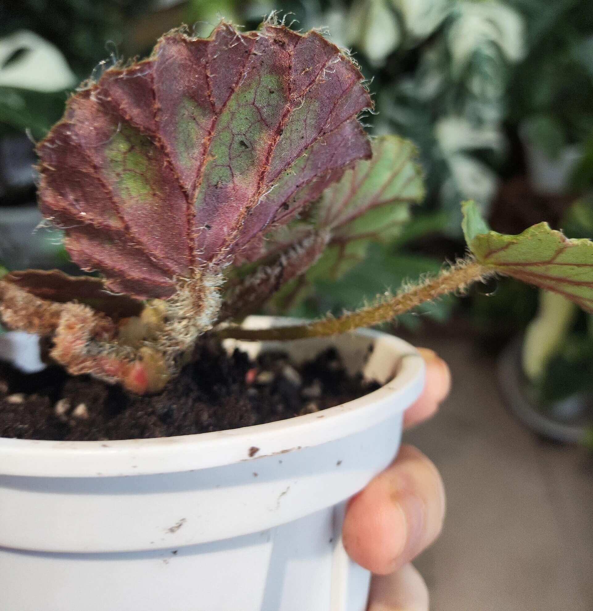 Begonia jingxiensis var. mashanica is a rare, rhizomatous perennial from the limestone hills and cave mouths of Guangxi, China. It grows by means of creeping underground stems that root at each node, sending up nearly circular, peltate leaves with softly scalloped edges and a fine fringe of hairs. Each leaf bears bold, irregular patches of pale silvery-green set against a deep green background, and new shoots sometimes show a muted bronze flush before settling into mature tones.