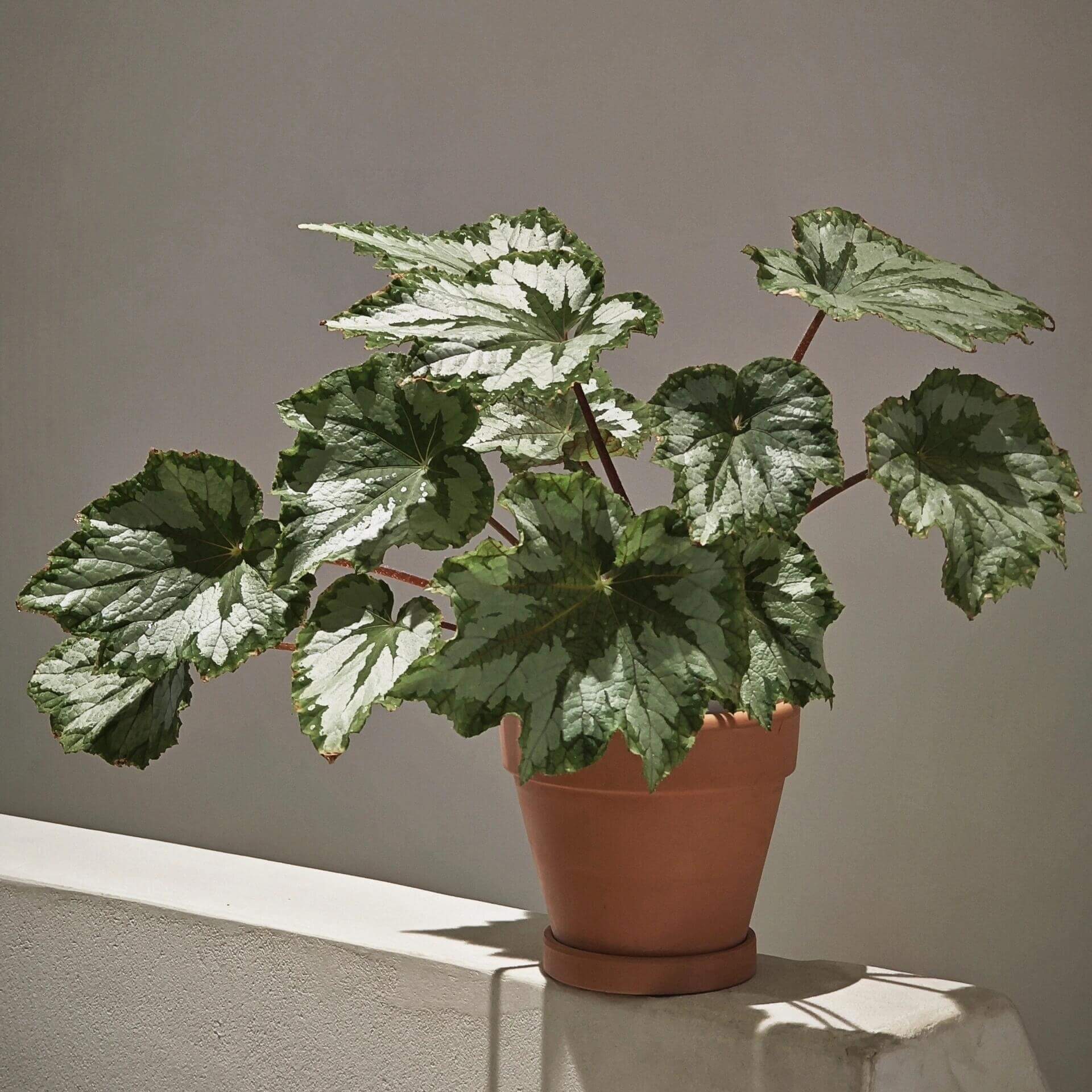 The Begonia Plant Bird boasts large, distinctive leaves with bold, eye-catching patterns. The leaves are a rich green with a notable silver-white sheen on the surface, creating a stunning contrast. The overall shape of the leaves resembles that of a rounded maple leaf. In low-light environments, the green parts of the leaves display a fluorescent reaction, adding a dynamic touch.