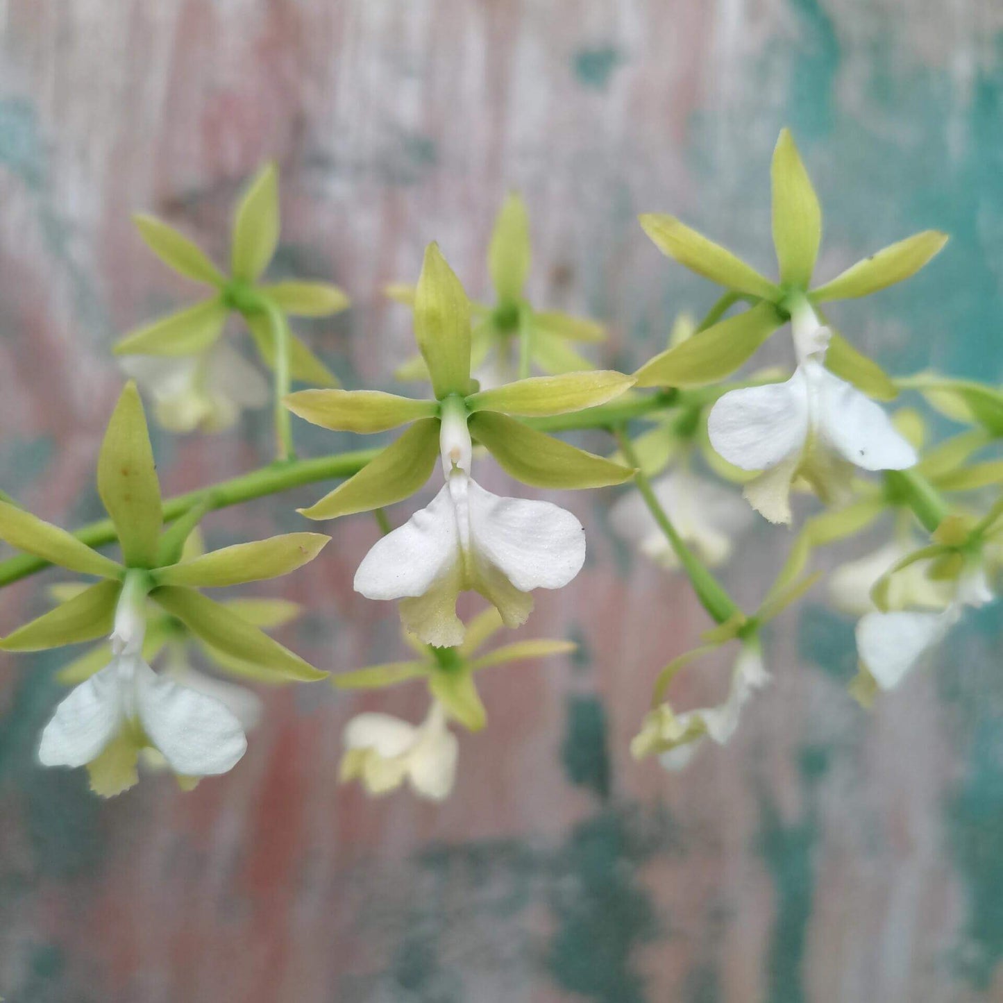 Epidendrum stamfordianum var. alba is a medium-sized epiphytic orchid native to Central and South America, where it typically grows on tree branches in seasonally dry forests.
