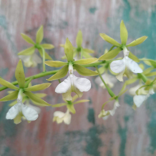 Epidendrum stamfordianum var. alba is a medium-sized epiphytic orchid native to Central and South America, where it typically grows on tree branches in seasonally dry forests.
