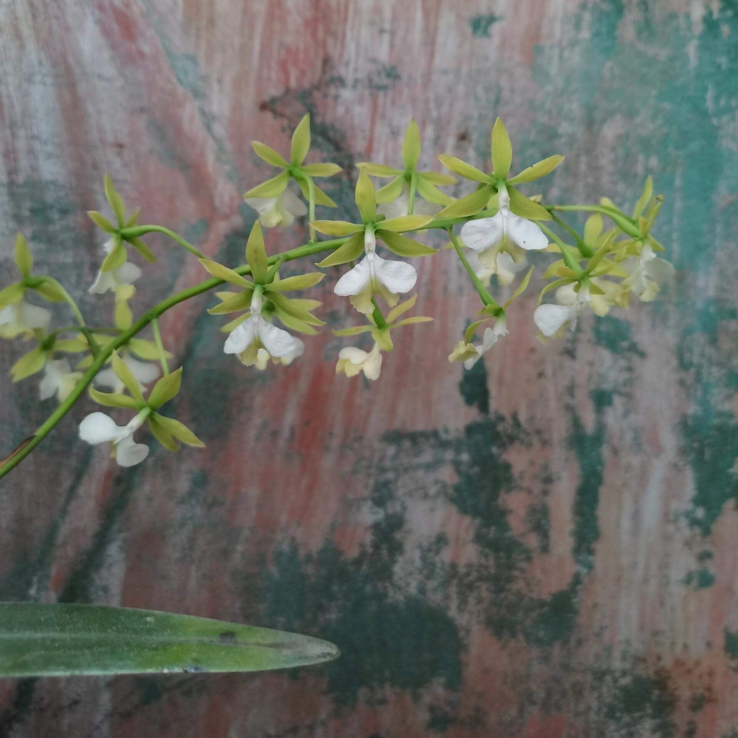 Epidendrum stamfordianum var. alba is a medium-sized epiphytic orchid native to Central and South America, where it typically grows on tree branches in seasonally dry forests.