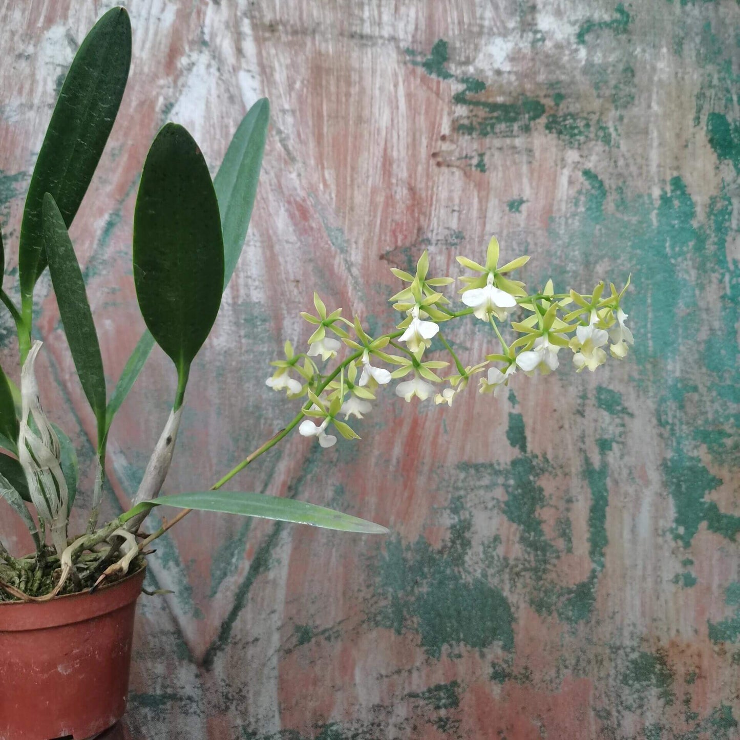Epidendrum stamfordianum var. alba is a medium-sized epiphytic orchid native to Central and South America, where it typically grows on tree branches in seasonally dry forests.