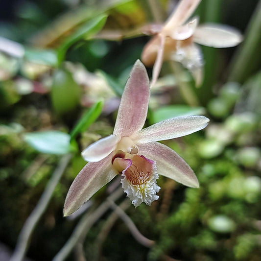 Eria rhomboidalis, formerly known as Conchidium rhomboidale, is a miniature epiphytic or lithophytic orchid native to southern China and Vietnam. This species is characterized by its low-growing, creeping habit and small, diamond-shaped leaves. The flowers are typically white with a hint of pink, measuring approximately 2 cm across, and are borne singly on short inflorescences. They emit a subtle fragrance, adding to their appeal.