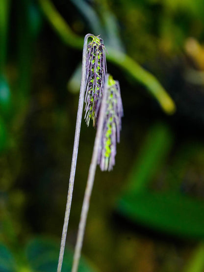 Bulbophyllum lemniscatoides is a captivating miniature orchid species native to Southeast Asia, including regions like Borneo, Java, Sumatra, Myanmar, Thailand, Vietnam, and Laos. It thrives in semi-deciduous and deciduous dry lowland forests and savanna-like woodlands, typically growing on tree trunks at elevations ranging from 300 to 1,670 meters (984 to 5,476 feet).