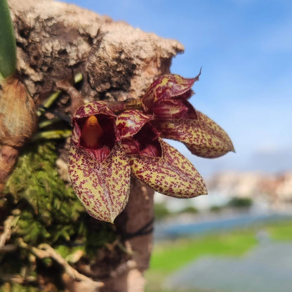 Bulbophyllum bootanoides is a mini-miniature orchid native to Vietnam and Thailand. It thrives in evergreen lowland forests at elevations around 1,450–1,500 meters (approximately 4,750–4,900 feet). This epiphytic orchid thrives in cool to warm conditions, making it well-suited for terrariums where temperature and humidity can be carefully controlled.