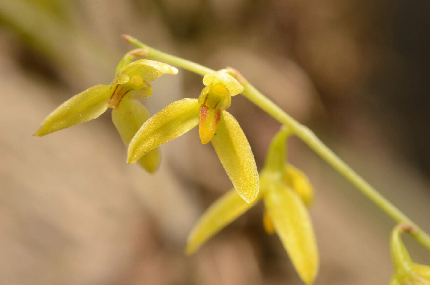 Bulbophyllum polyrrhizum is a miniature orchid species native to the subtropical montane forests of the eastern Himalayas, including regions in India, Nepal, Bhutan, Myanmar, and southern China (Yunnan). This orchid is very small, making it perfect for terrariums where space and humidity can be carefully controlled.