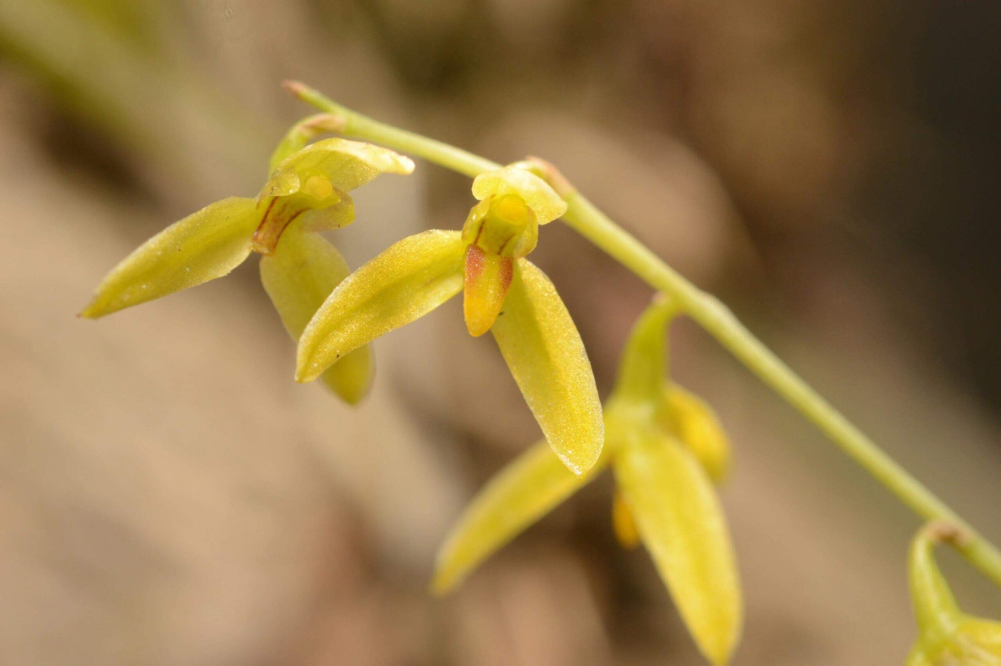 Bulbophyllum polyrrhizum is a miniature orchid species native to the subtropical montane forests of the eastern Himalayas, including regions in India, Nepal, Bhutan, Myanmar, and southern China (Yunnan). This orchid is very small, making it perfect for terrariums where space and humidity can be carefully controlled.