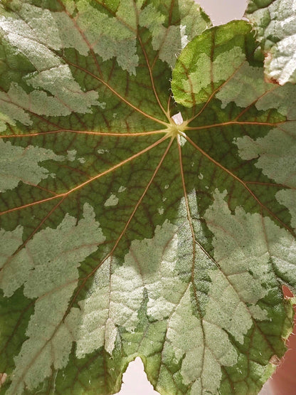 The Begonia Plant Bird boasts large, distinctive leaves with bold, eye-catching patterns. The leaves are a rich green with a notable silver-white sheen on the surface, creating a stunning contrast. The overall shape of the leaves resembles that of a rounded maple leaf. In low-light environments, the green parts of the leaves display a fluorescent reaction, adding a dynamic touch.