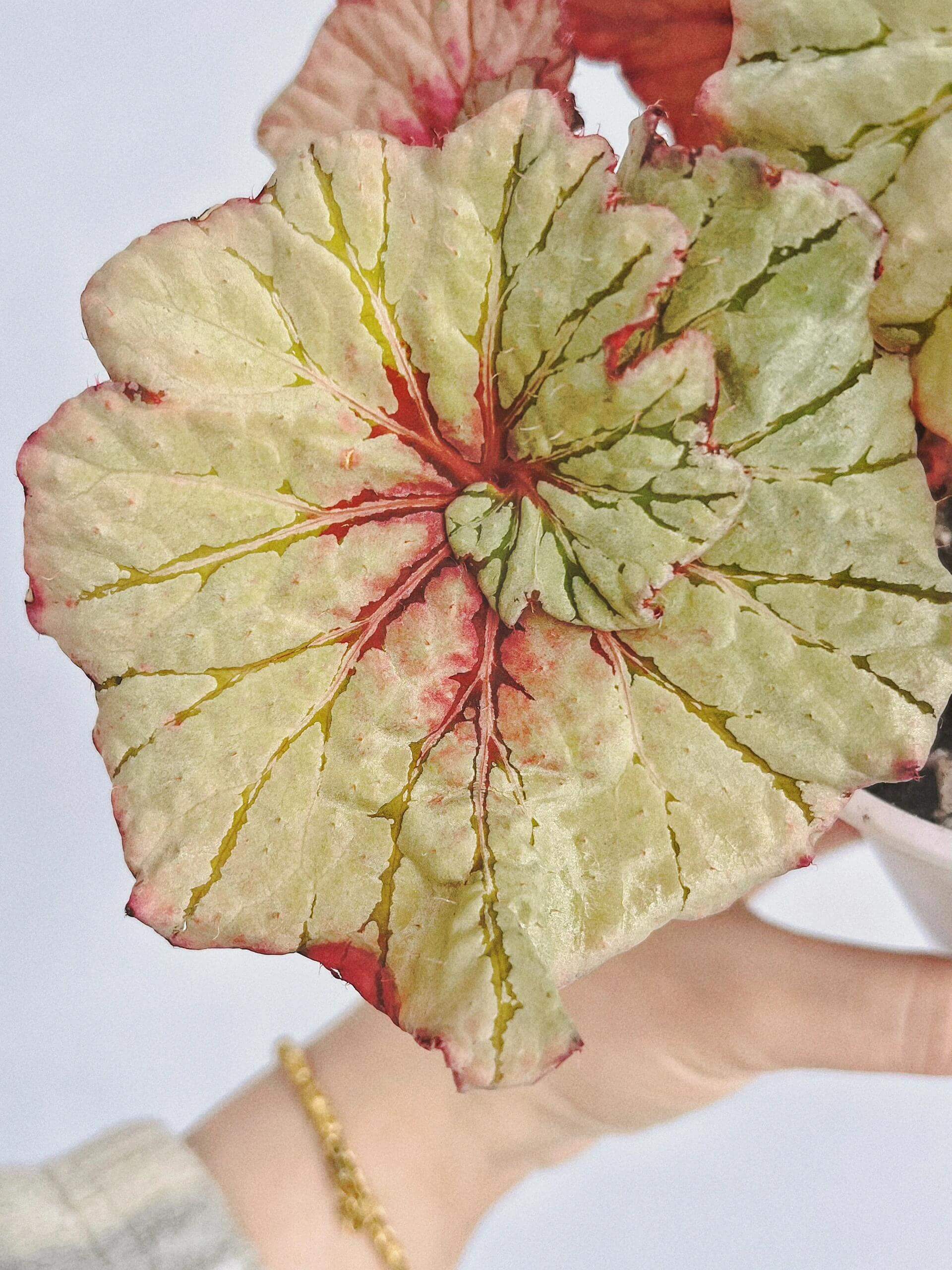 Begonia Vasilisa is a stunning ornamental begonia variety developed by the renowned Dimetris breeders. This begonia catches the eye with its large, satin-like leaves featuring a unique color pattern that adds elegance to any indoor space.