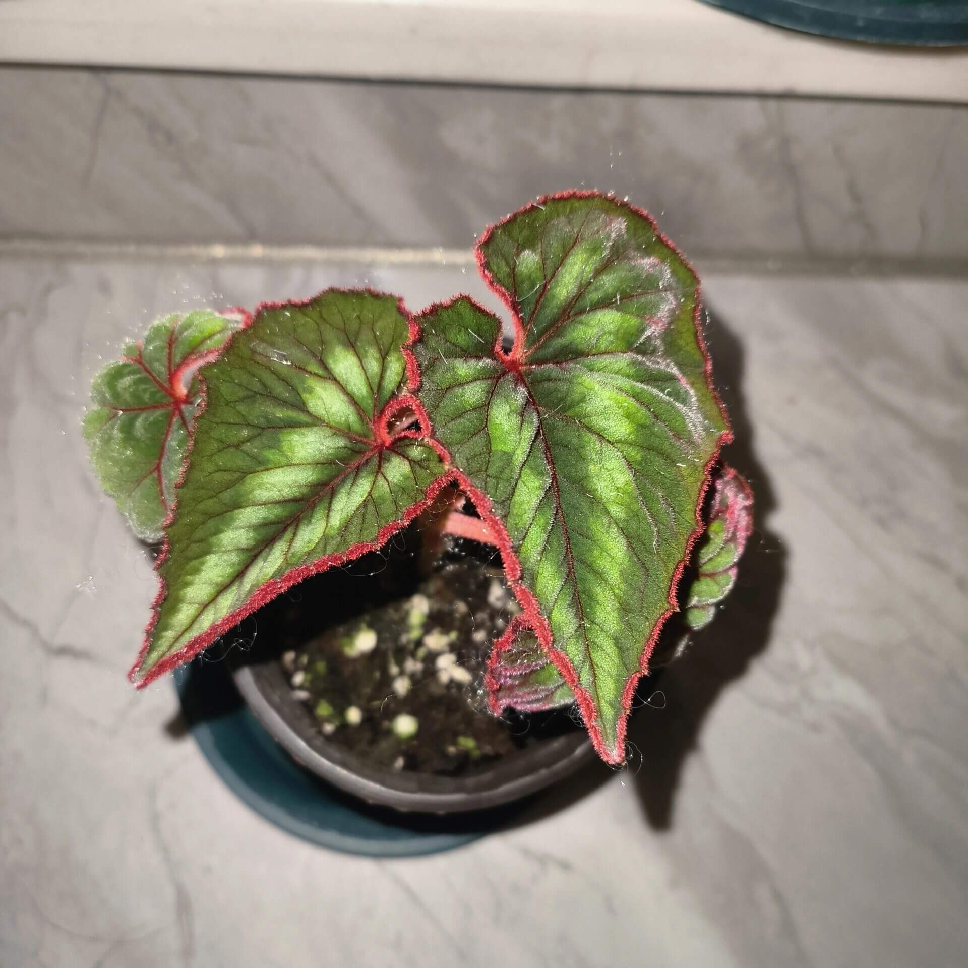 A stunning and unique addition to any plant collection, Begonia cathayana is a native species from the mountainous regions of China, specifically Guangxi and Yunnan. With its attractive foliage and eye-catching blooms, it’s perfect for plant enthusiasts looking for something special.