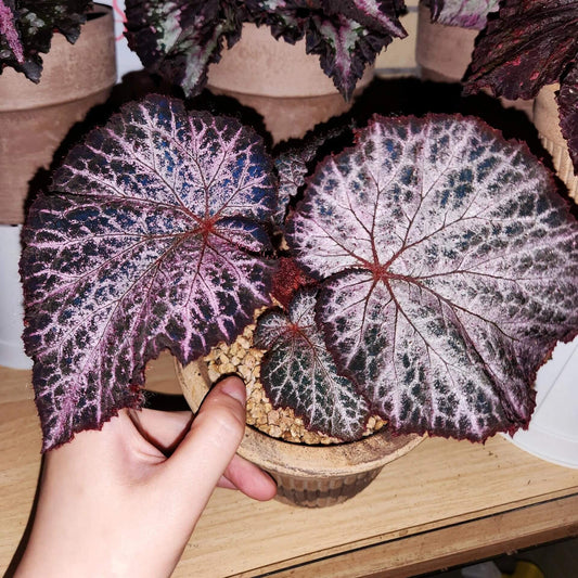 The Begonia Chocolate Lace is a decorative-leaf variety known for its eye-catching foliage. The deep black or dark purple leaves are adorned with a silver lace-like pattern, adding an elegant touch to any room. Ideal for indoor spaces, this begonia will bring a unique and sophisticated flair to your home decor.