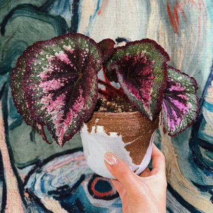 Begonia Antares – A stunning and unique variety of decorative-leaved Begonia, known for its large, spirally curling leaves and soft texture. This beautiful plant is perfect for collectors and those looking to add a touch of elegance to their home or garden.