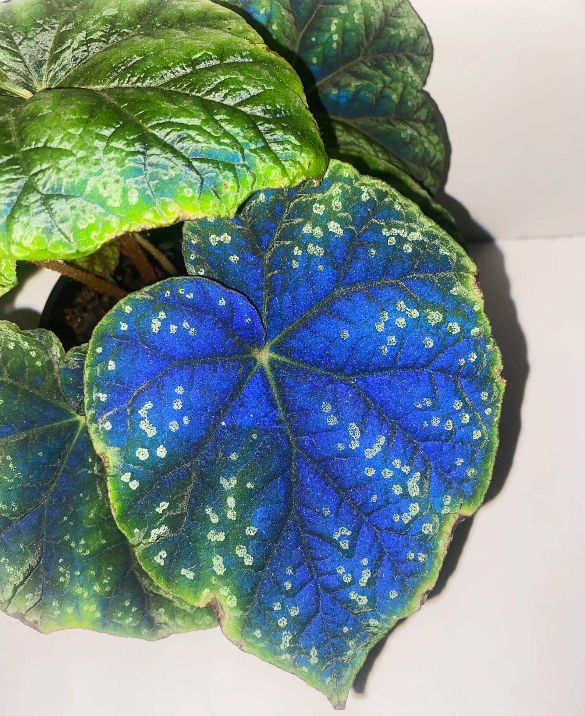 Origin: Native to the Shiwanshan region of China, this begonia species is found in subtropical, mountainous areas with a relatively mild climate. It’s known for its distinctive appearance and slow growth. Features: Leaves: The plant has large, rounded, and somewhat glossy leaves. The leaves feature dark green coloration with attractive silver patterns or spots, giving it a stunning contrast. The edges of the leaves are slightly serrated and can have a reddish tint on the undersides.