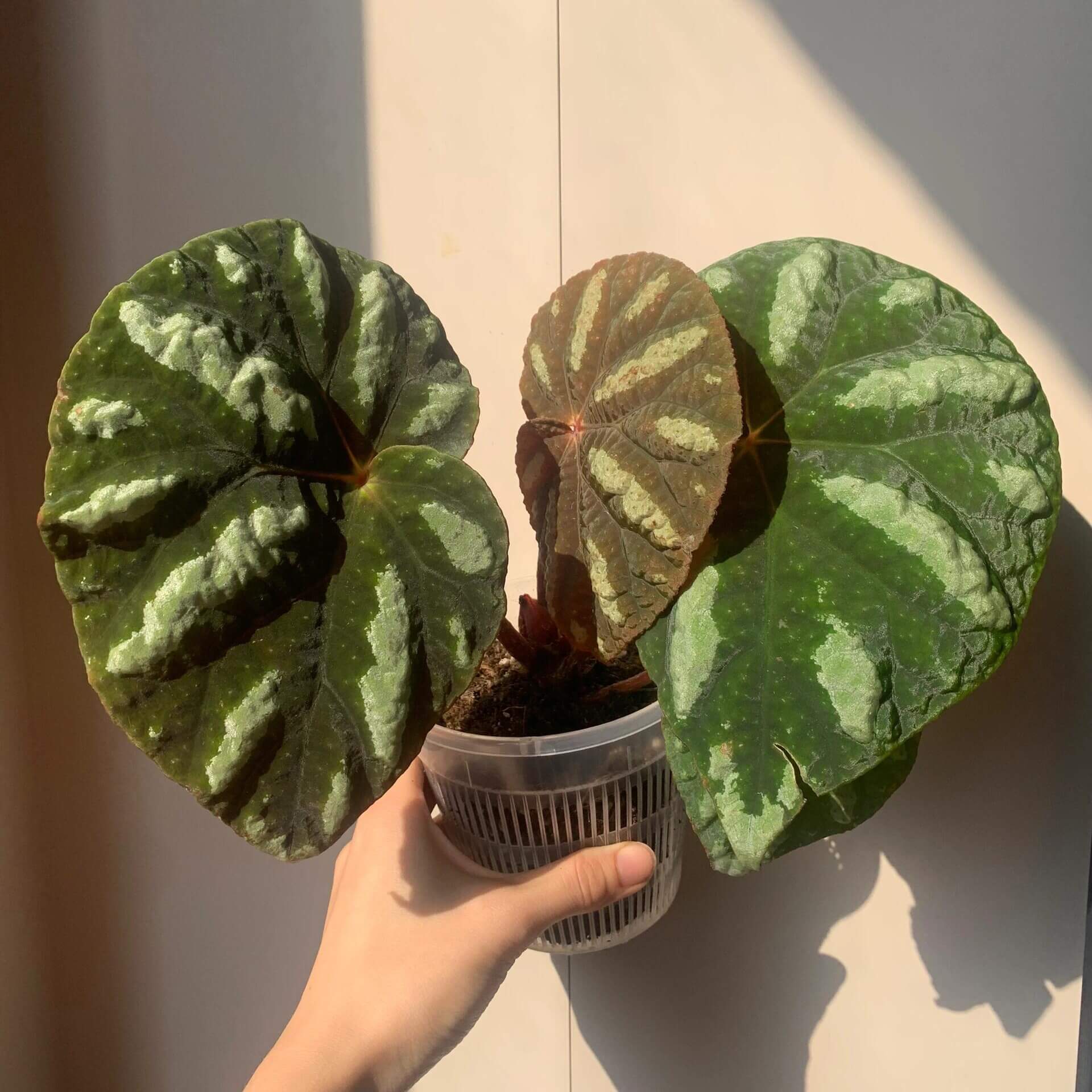 Begonia balansana is a charming Begonia species native to the mountainous regions of northern Vietnam, particularly around Mount Ba Vi. Known for its distinctive foliage and adaptability, this plant is perfect for plant collectors and enthusiasts looking to add a beautiful, unique species to their collection.
