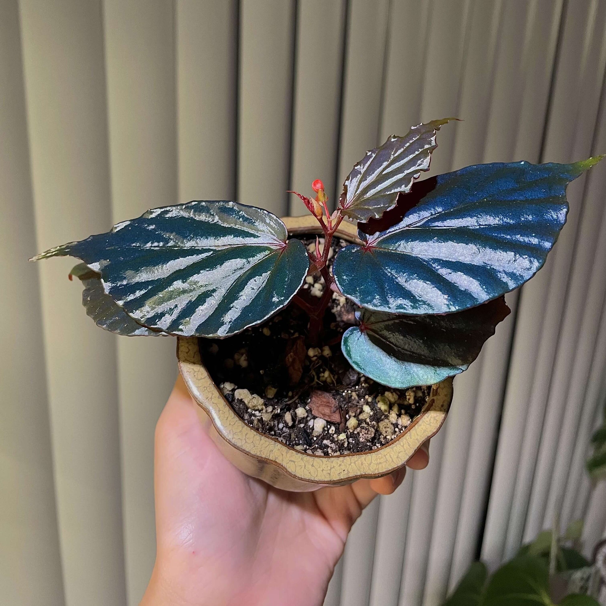 Begonia kapuashuluensis is a small, bushy species native to the Kapuashulu area of Borneo. It thrives in humid, tropical environments and grows best near rivers at altitudes ranging from 100 to 300 meters. The plant prefers temperatures between 15°C and 25°C (59°F - 77°F), and typically reaches a height of no more than 20 cm.