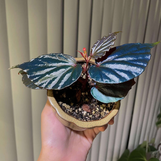 Begonia kapuashuluensis is a small, bushy species native to the Kapuashulu area of Borneo. It thrives in humid, tropical environments and grows best near rivers at altitudes ranging from 100 to 300 meters. The plant prefers temperatures between 15°C and 25°C (59°F - 77°F), and typically reaches a height of no more than 20 cm.