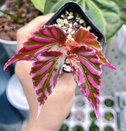 Begonia sp. Julau is a rare and visually striking plant native to the humid forests of Julau, Sarawak, Malaysia. Renowned for its unique angel-wing-shaped leaves adorned with beautiful pink spots, this begonia adds an exotic and captivating touch to any indoor plant collection. With its distinct appearance, it is highly sought after by plant enthusiasts and collectors looking for something truly special.
