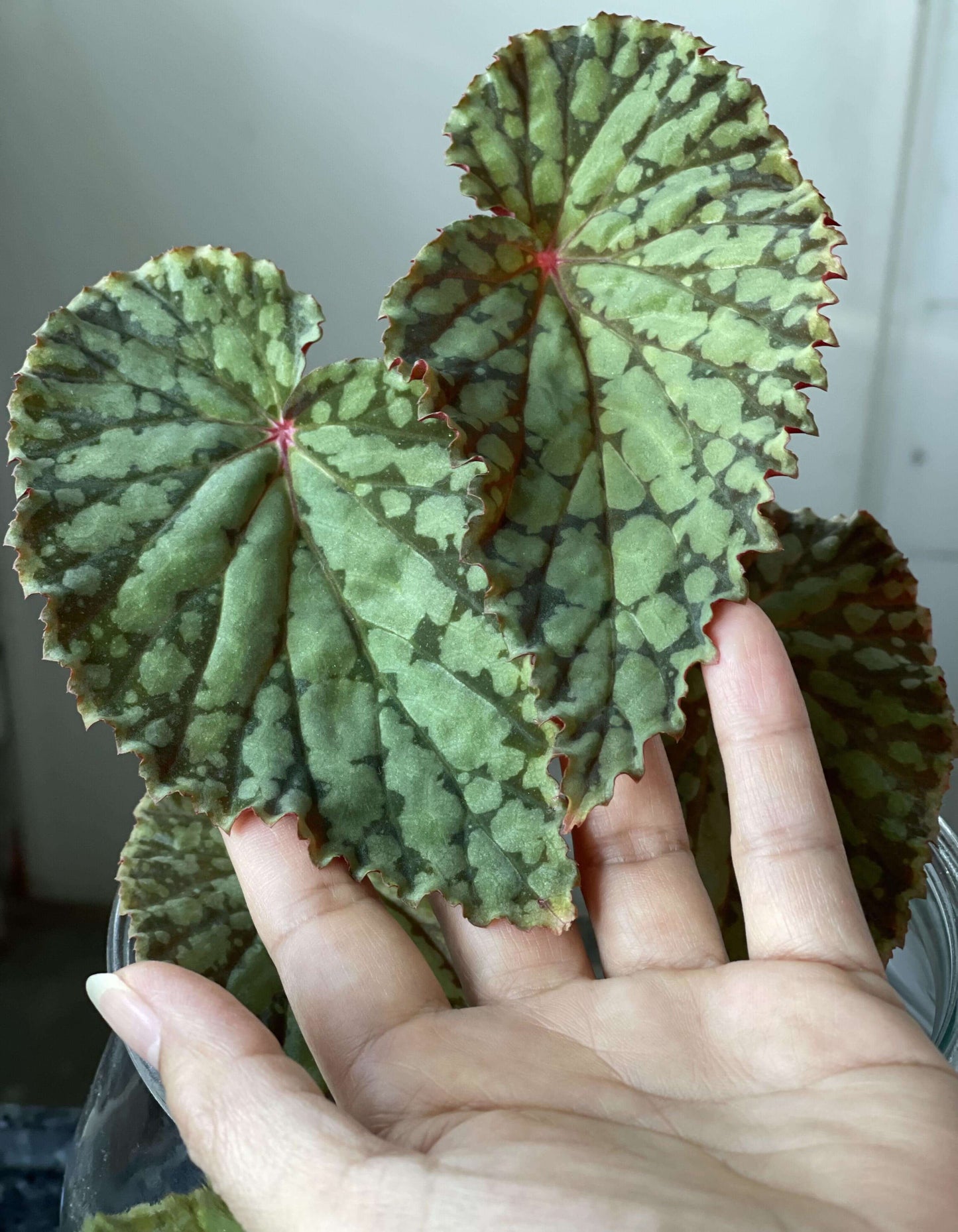 Begonia chlorosticta is a shrub-like begonia native to the lowland forests of Sarawak, Malaysia. Known for its unique and attractive foliage, this begonia has elliptic-shaped leaves that range from deep green to brown. The leaves are adorned with light green or olive-green spots, and the leaf edges often have a brocade-like pale green border. The plant typically grows to around 40 cm in height, making it a lovely addition to any indoor or terrarium collection.