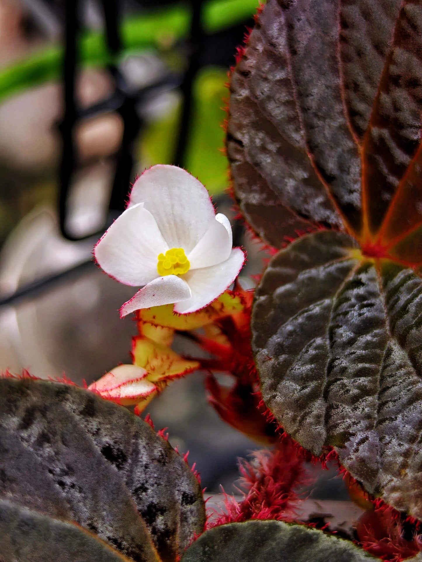 Begonia Aketajawensis Dark Form is one of the three stunning Begonia Aketajawensis, a rare and highly coveted species native to the Molucca Islands of Indonesia. This species is known for its dark, velvety leaves that exhibit a unique muscular texture. The leaves have a soft, pronounced velvet feel, and as the light shifts, they reveal different hues that change with the viewing angle. Under low light conditions, the leaves take on a fascinating bluish reflection, adding to the plant’s captivating beauty.