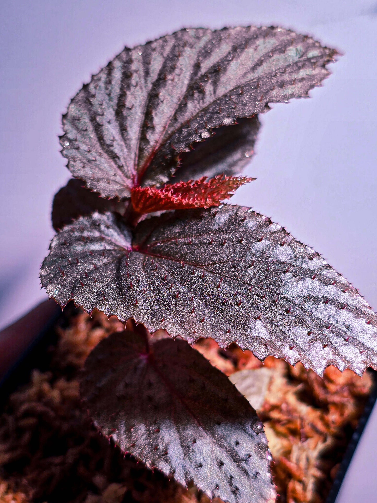 Begonia lamriana Silver is a stunning and rare begonia variety known for its striking silver and metallic-toned foliage. Native to tropical regions, this begonia has become a favorite among plant collectors due to its unique appearance and ease of care. The leaves are large, textured, and covered with soft hairs, creating an interesting tactile feature. This plant thrives in humid environments, making it an ideal choice for terrariums, indoor gardens, or tropical plant collections.