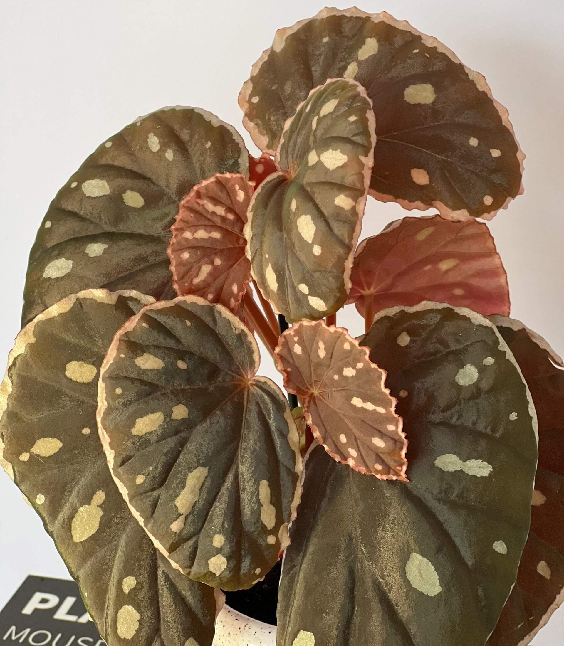Begonia sp. Sarawak 'Spots' for Sale – Begin With Plants