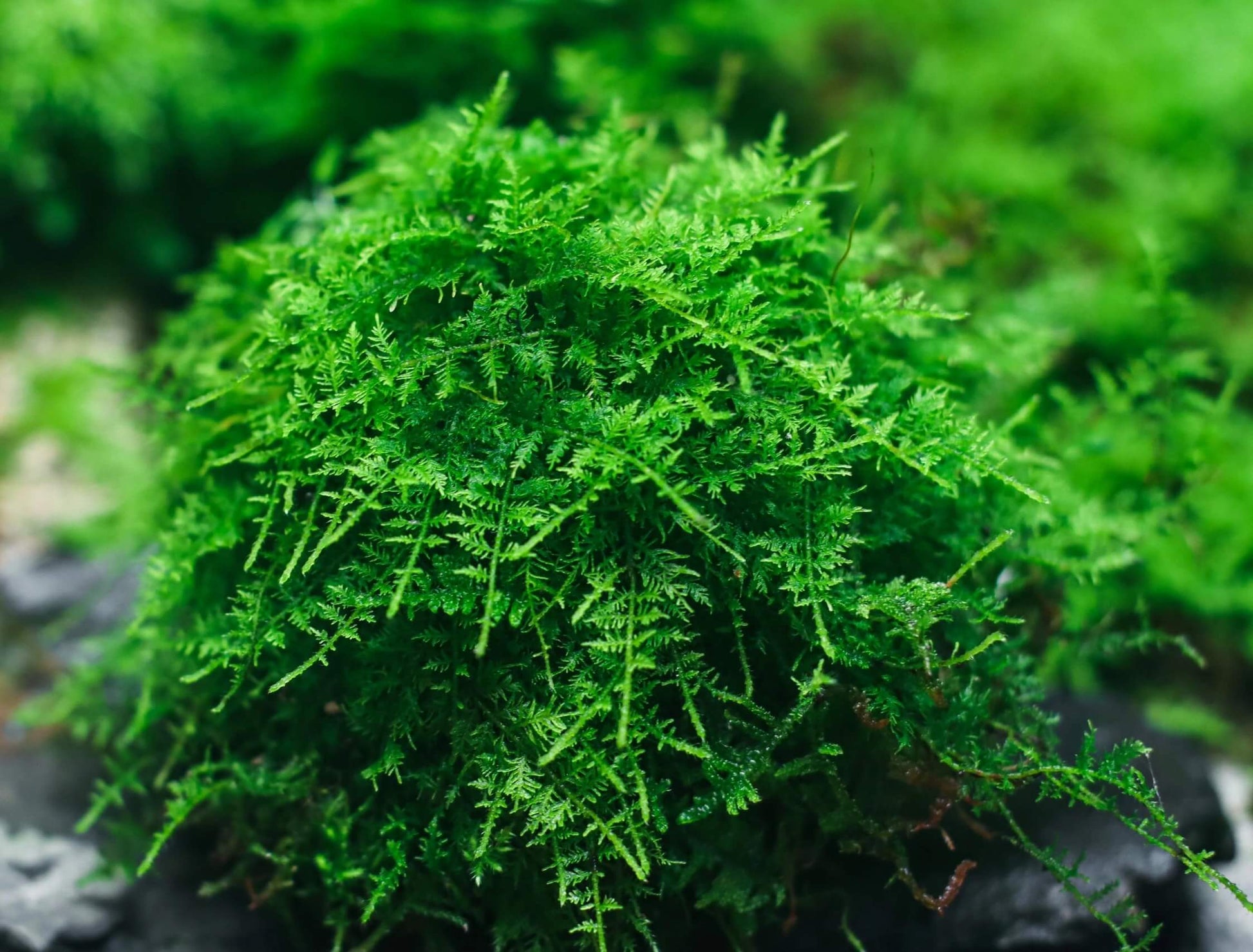 Thuidium cymbifolium, commonly known as Feather Moss or Fern Moss, belongs to the Bryophyta division and the Bryopsida class. It is a vibrant, richly-colored moss that is ideal for adding a touch of greenery to landscapes. The leaves are typically bright green or yellow-green, providing an eye-catching addition to gardens and indoor environments. Its dense, woven growth and triangular-ovate leaves with finely serrated edges create an attractive, natural texture.