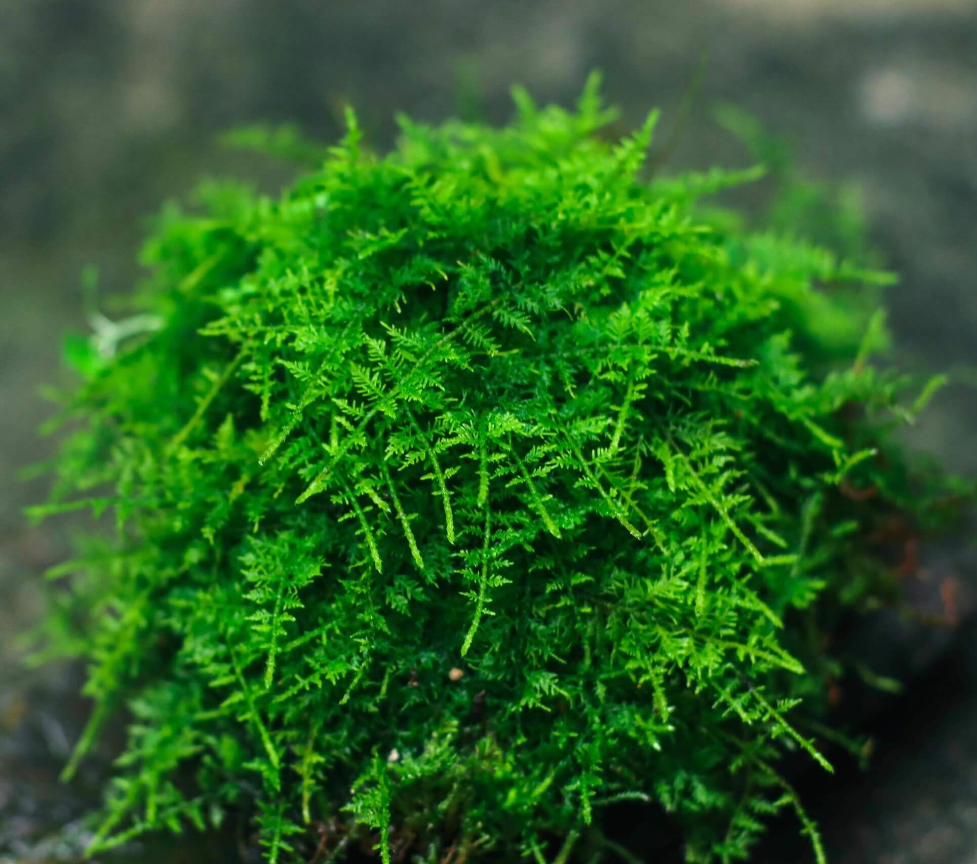 Thuidium cymbifolium, commonly known as Feather Moss or Fern Moss, belongs to the Bryophyta division and the Bryopsida class. It is a vibrant, richly-colored moss that is ideal for adding a touch of greenery to landscapes. The leaves are typically bright green or yellow-green, providing an eye-catching addition to gardens and indoor environments. Its dense, woven growth and triangular-ovate leaves with finely serrated edges create an attractive, natural texture.