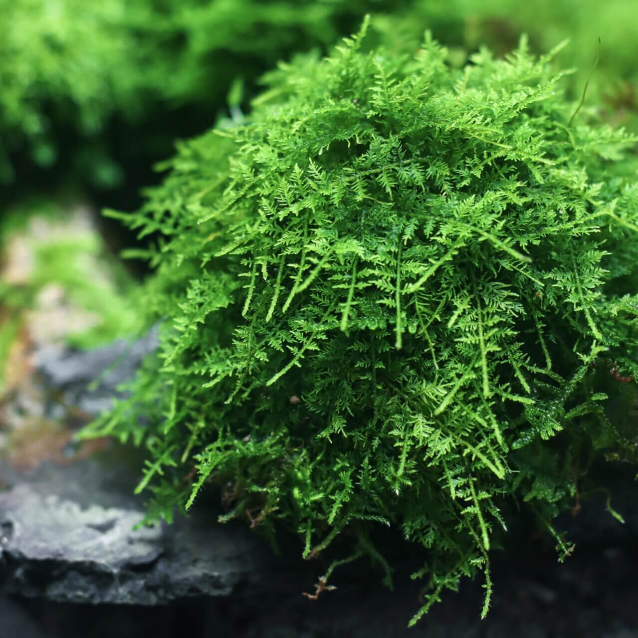 Thuidium cymbifolium, commonly known as Feather Moss or Fern Moss, belongs to the Bryophyta division and the Bryopsida class. It is a vibrant, richly-colored moss that is ideal for adding a touch of greenery to landscapes. The leaves are typically bright green or yellow-green, providing an eye-catching addition to gardens and indoor environments. Its dense, woven growth and triangular-ovate leaves with finely serrated edges create an attractive, natural texture.