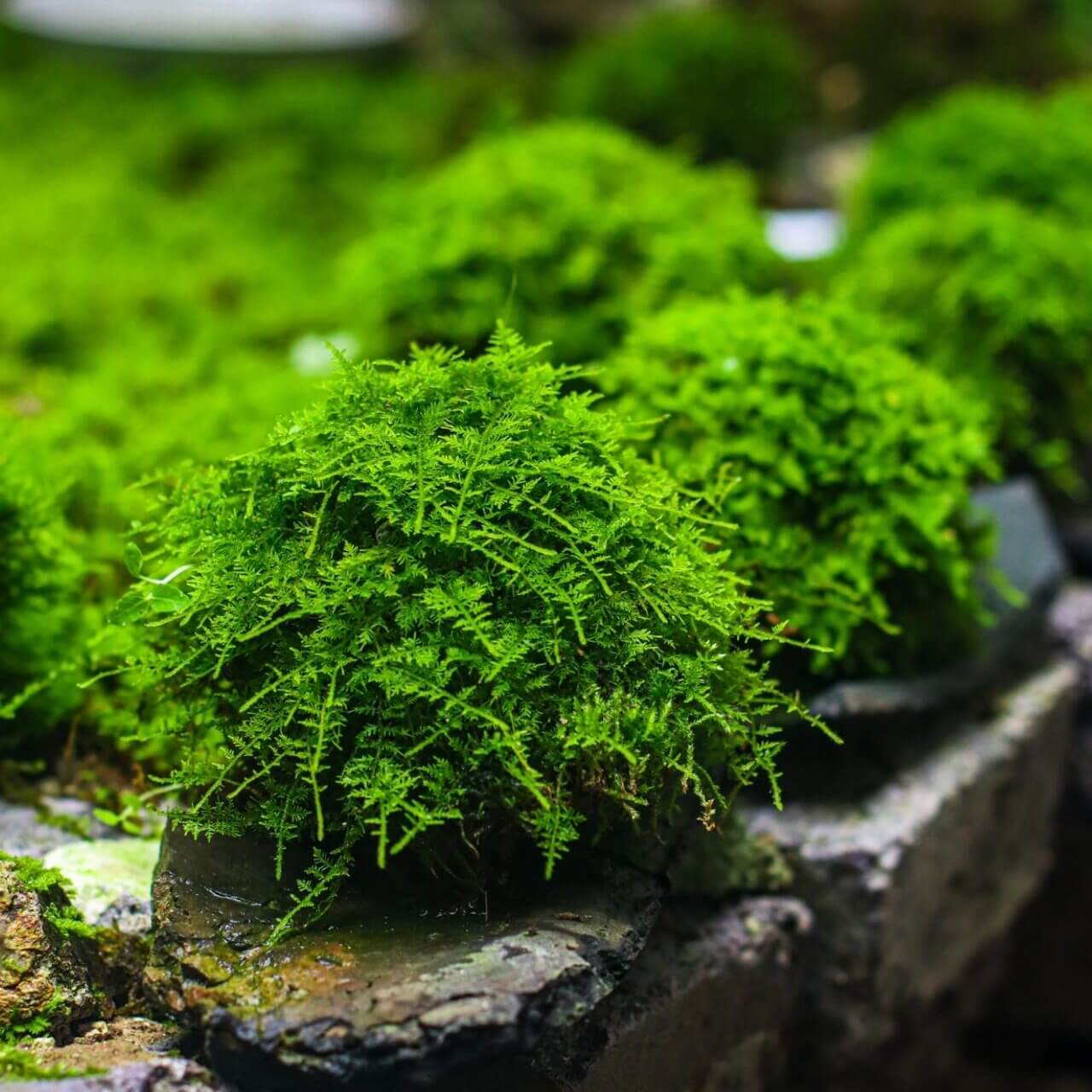 Thuidium cymbifolium, commonly known as Feather Moss or Fern Moss, belongs to the Bryophyta division and the Bryopsida class. It is a vibrant, richly-colored moss that is ideal for adding a touch of greenery to landscapes. The leaves are typically bright green or yellow-green, providing an eye-catching addition to gardens and indoor environments. Its dense, woven growth and triangular-ovate leaves with finely serrated edges create an attractive, natural texture.