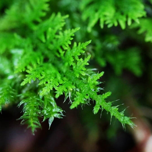 Thuidium kanedae, commonly known as Fern Moss, is a moss species that can appear green or yellow-green, depending on the light exposure. It is a dioecious moss, meaning it has both male and female reproductive organs on separate plants. With its delicate, fern-like appearance, Fern Moss is one of the easiest mosses for beginners to recognize. The plants grow flat and prostrate, with stems and fine branches that bear opaque green or yellow-green leaves.