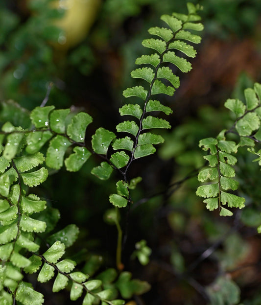 Adiantum diaphanum, commonly known as the Filmy Maidenhair Fern, is a delicate, evergreen fern native to subtropical and tropical regions, including southern Japan, Taiwan, Vietnam, and parts of Australia and New Zealand. It thrives in moist, shaded environments such as rainforest understories, streambanks, and wet rock faces. This fern is well-suited for terrariums, providing a lush, tropical aesthetic with its finely divided, translucent fronds.