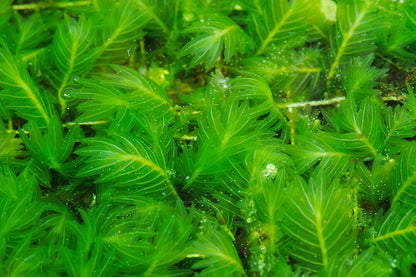 Fissidens dubius, commonly known as the Rock pocket moss, is a medium-sized moss belonging to the Hypnaceae family, with green or yellow-green foliage. We sell selectively bred, artificially propagated Fissidens dubius that thrives both submerged in water and in terrestrial environments, making it a versatile choice for aquascapes and moss gardens.