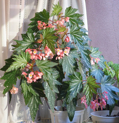 Begonia ‘Sophie Cecile’ (also known as ‘Sophia’ in some contexts) is a striking cane-stem or “angel wing” begonia cultivar first created by hybridizer Belva Nelson Kusler in 1961, via a cross between Begonia ‘Lenore Olivier’ and Begonia aconitifolia.