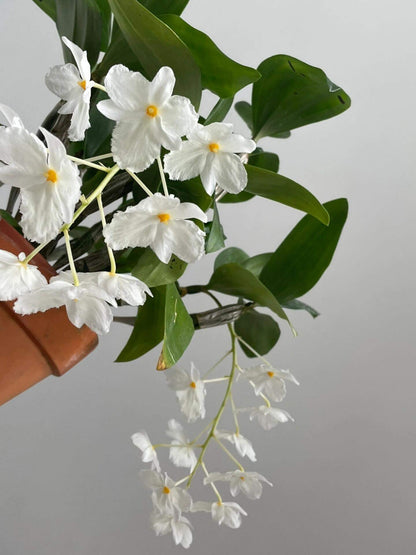 A strikingly rare pure‑white (album) form of Dendrobium farmeri, distinguished by its petaloid lip that mirrors the other petals—making this a highly unusual double mutation. The compact, vigorous plant blooms in spring on both new and old canes, sending out pendulous inflorescences up to 8″ long, covered in fragrant, daisy‑like white flowers (~2–2.5″ across) with yellow anther caps. Native to the eastern Himalayas and Southeast Asia (500–3,300 ft), it thrives in shaded, well‑ventilated conditions.
