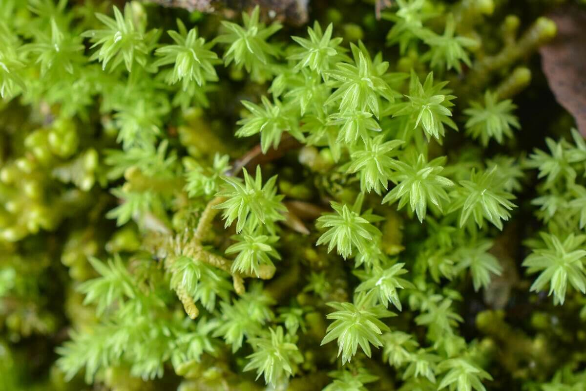 Trachycystis microphylla, commonly known as Fox Tail Moss, is a medium to small-sized moss from the family Hypnaceae and genus Trachycystis. It has an upright growth habit and a rounded shape, resembling a fox's tail. This moss typically grows hanging from rocks or stone walls. The new growth is light green, while older leaves turn dark green.