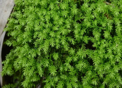 Trachycystis microphylla, commonly known as Fox Tail Moss, is a medium to small-sized moss from the family Hypnaceae and genus Trachycystis. It has an upright growth habit and a rounded shape, resembling a fox's tail. This moss typically grows hanging from rocks or stone walls. The new growth is light green, while older leaves turn dark green.