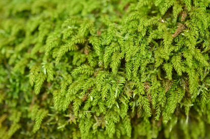 Trachycystis microphylla, commonly known as Fox Tail Moss, is a medium to small-sized moss from the family Hypnaceae and genus Trachycystis. It has an upright growth habit and a rounded shape, resembling a fox's tail. This moss typically grows hanging from rocks or stone walls. The new growth is light green, while older leaves turn dark green.