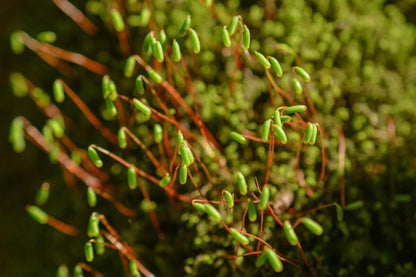 Trachycystis microphylla, commonly known as Fox Tail Moss, is a medium to small-sized moss from the family Hypnaceae and genus Trachycystis. It has an upright growth habit and a rounded shape, resembling a fox's tail. This moss typically grows hanging from rocks or stone walls. The new growth is light green, while older leaves turn dark green.