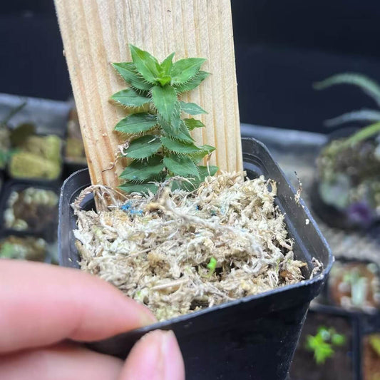 Freycinetia elegantula is a climbing subshrub in the family Pandanaceae, native to New Guinea. It naturally grows in tropical wet forests, often along streams and within the moist forest understory, where humidity remains consistently high.