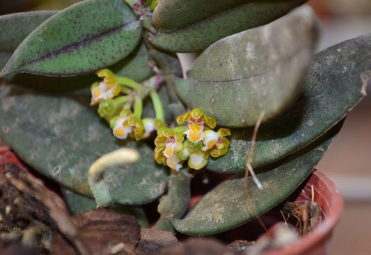 Gastrochilus acinacifolius is an epiphytic orchid species native to Hainan Island, China. It thrives in tropical montane forests at elevations of approximately 1,000 meters above sea level. The species is typically found on the northern, northeastern, and northwestern aspects of slopes, indicating a preference for cooler and more shaded environments.